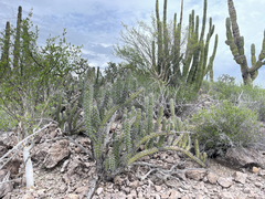 Stenocereus gummosus