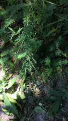 Lespedeza cuneata