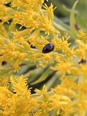 Olibrus