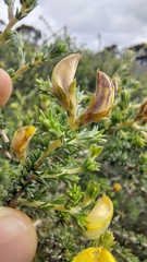 Aspalathus cymbiformis