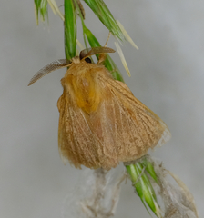 Malacosoma disstria