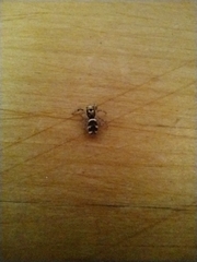 Salticus scenicus