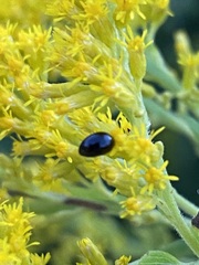 Olibrus