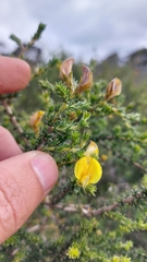 Aspalathus cymbiformis