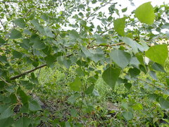 Populus nigra