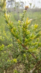 Aspalathus cymbiformis