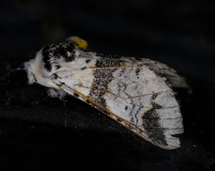 Furcula scolopendrina