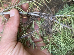 Herpotrichia juniperi