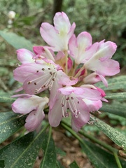 Rhododendron catawbiense