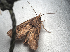Protorthodes