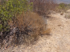 Artemisia californica