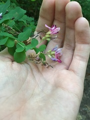 Lespedeza bicolor