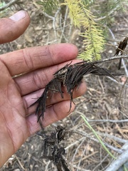 Herpotrichia juniperi