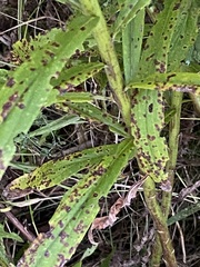 Coleosporium solidaginis