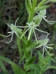 Habenaria quinqueseta
