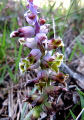 Lachenalia mutabilis