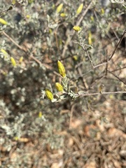 Pteronia glauca