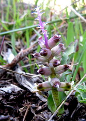 Lachenalia mutabilis