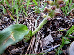 Lachenalia mutabilis
