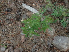 Stevia