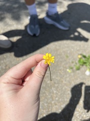 Scorzoneroides autumnalis