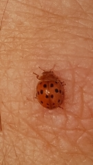 Subcoccinella vigintiquatuorpunctata
