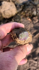 Anemonia viridis