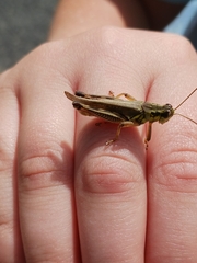 Melanoplinae