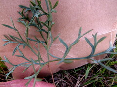 Pelargonium pillansii