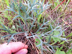 Pelargonium pillansii