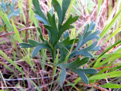 Pelargonium pillansii