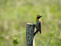 Colaptes campestris campestris