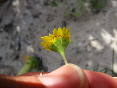 Cotula duckittiae