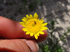 Cotula duckittiae