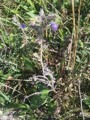 Echium vulgare