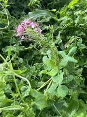 Polanisia dodecandra riograndensis