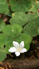Oxalis oregana