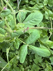 Polanisia dodecandra riograndensis