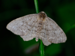 Hypagyrtis