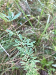 Lespedeza cuneata