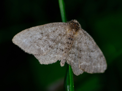 Hypagyrtis