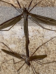 Tipula oleracea