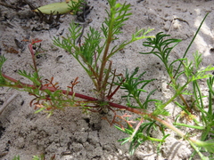 Cotula duckittiae