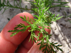 Cotula duckittiae