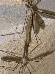 Tipula oleracea