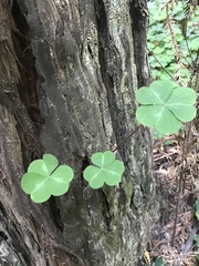 Oxalis oregana