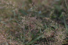 Eragrostis amabilis