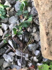 Latrodectus variolus