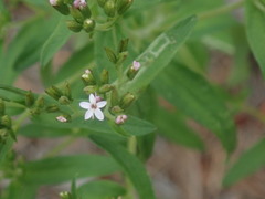 Stevia