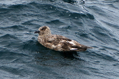 Stercorarius skua